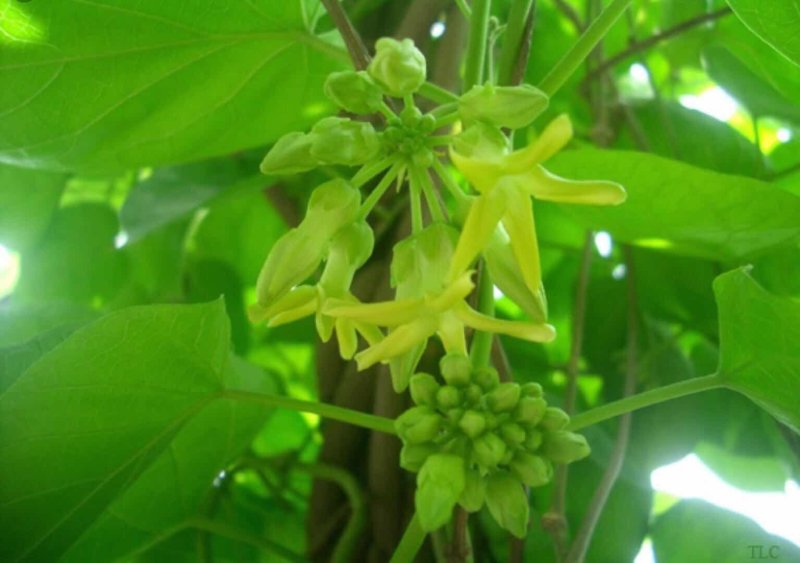 天莉花
