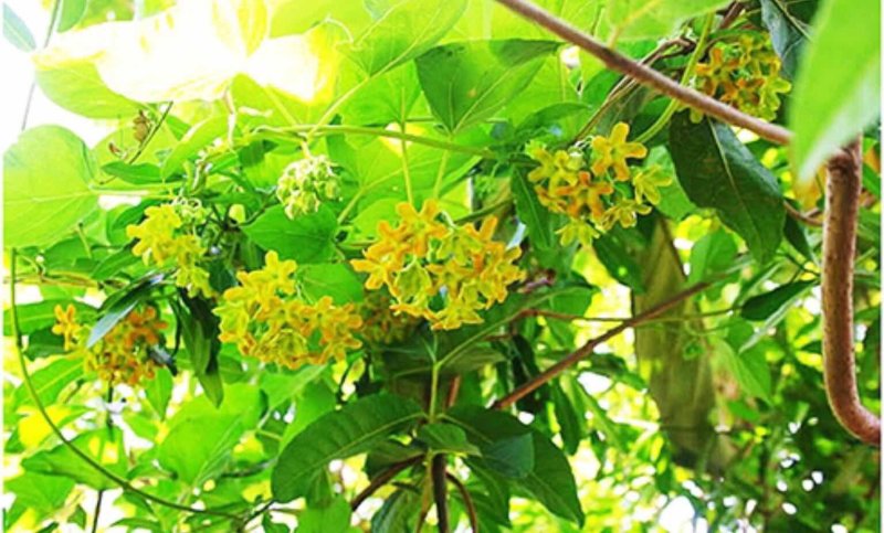 天莉花