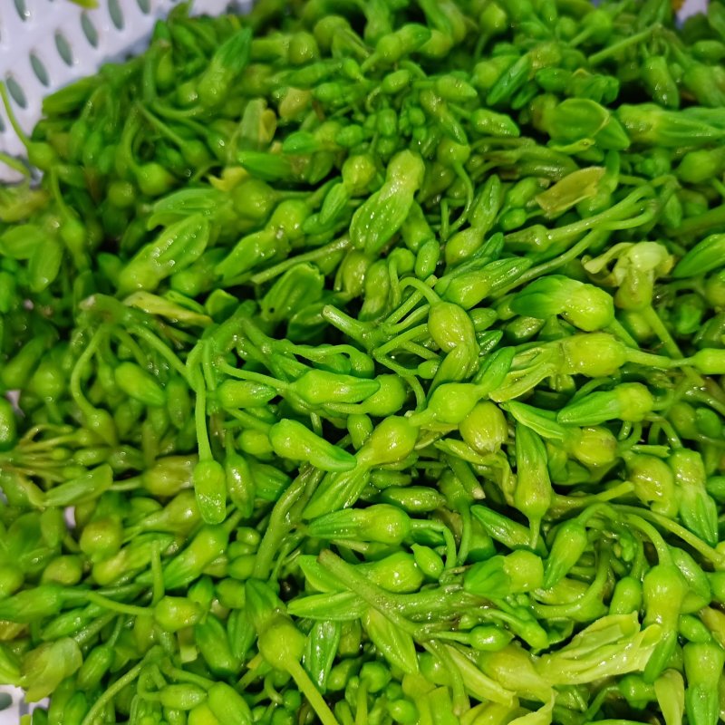 天莉花