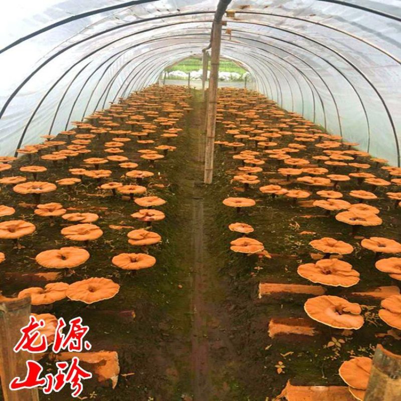 灵芝孢子粉大兴安岭灵芝孢子粉东北特产新品产地直销