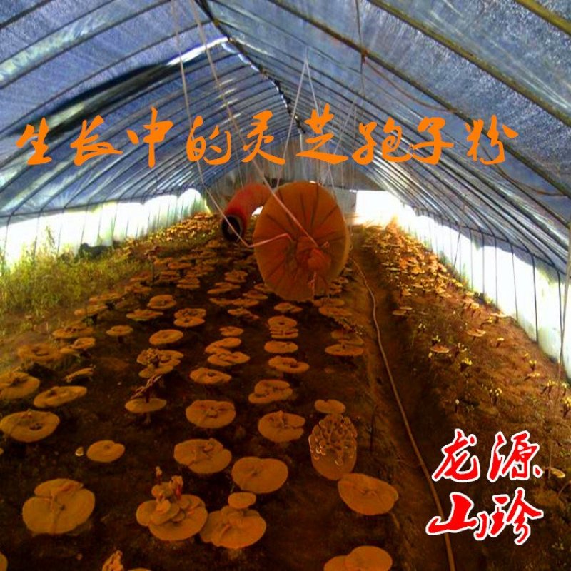 灵芝孢子粉大兴安岭灵芝孢子粉东北特产新品产地直销