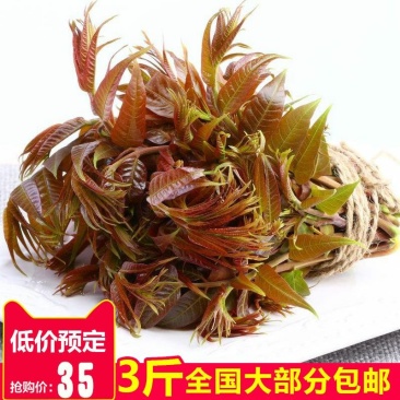 山东香椿芽3斤装提供淘宝微商各大平台一件代发服务