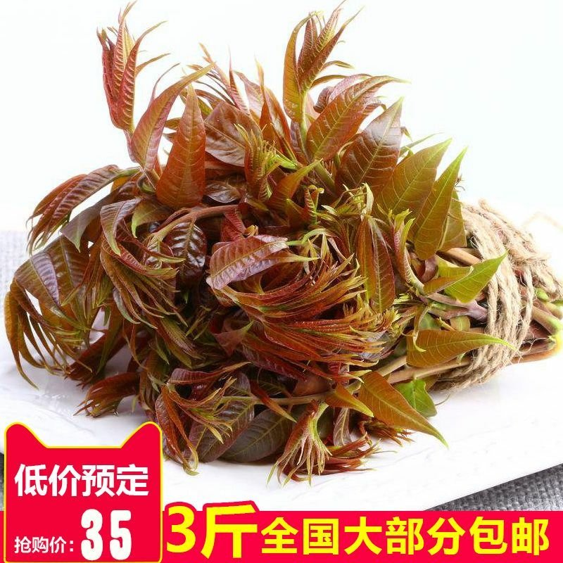 山东香椿芽3斤装提供淘宝微商各大平台一件代发服务