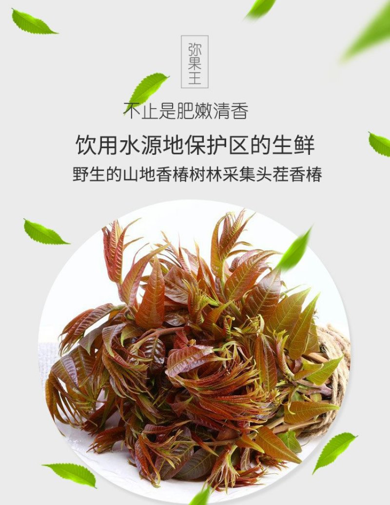 山东香椿芽3斤装提供淘宝微商各大平台一件代发服务