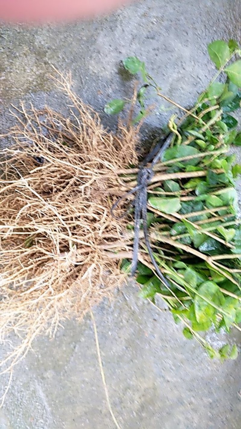 大量批发茉莉花苗1年苗，质量好根系多修剪后发货