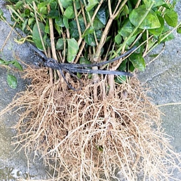 大量批发茉莉花苗1年苗，质量好根系多修剪后发货