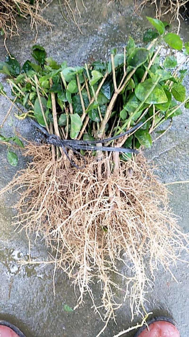 大量批发茉莉花苗1年苗，质量好根系多修剪后发货