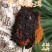俄罗斯桦树泪俄罗斯野生桦树茸泡茶野生桦树茸野生桦树泪