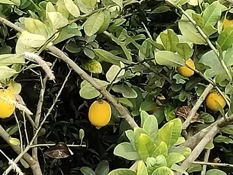 香水柠檬