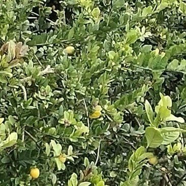 香水柠檬