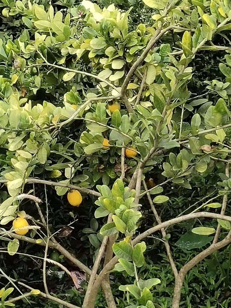 香水柠檬
