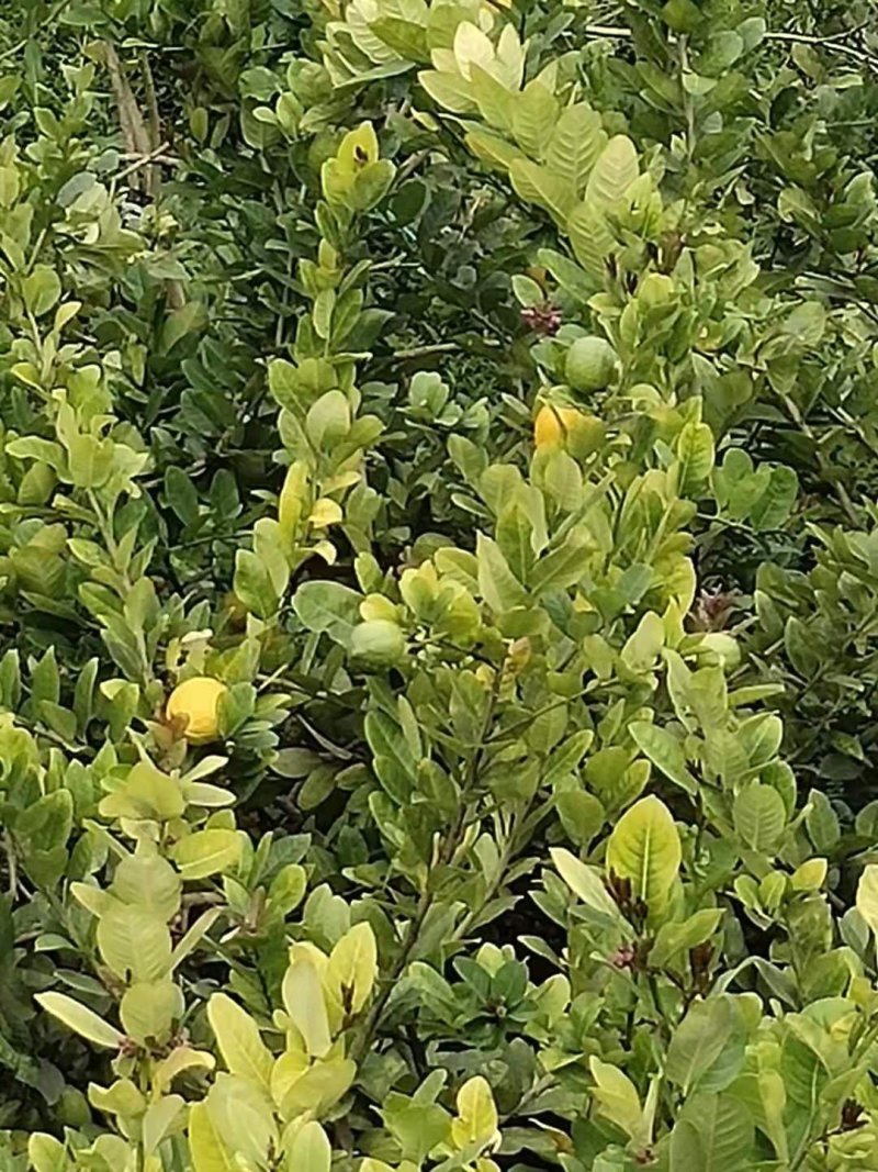 香水柠檬