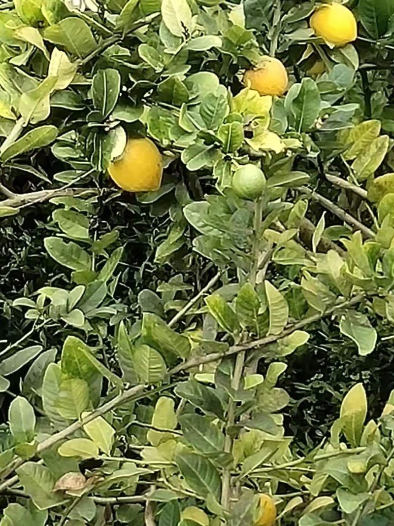 香水柠檬