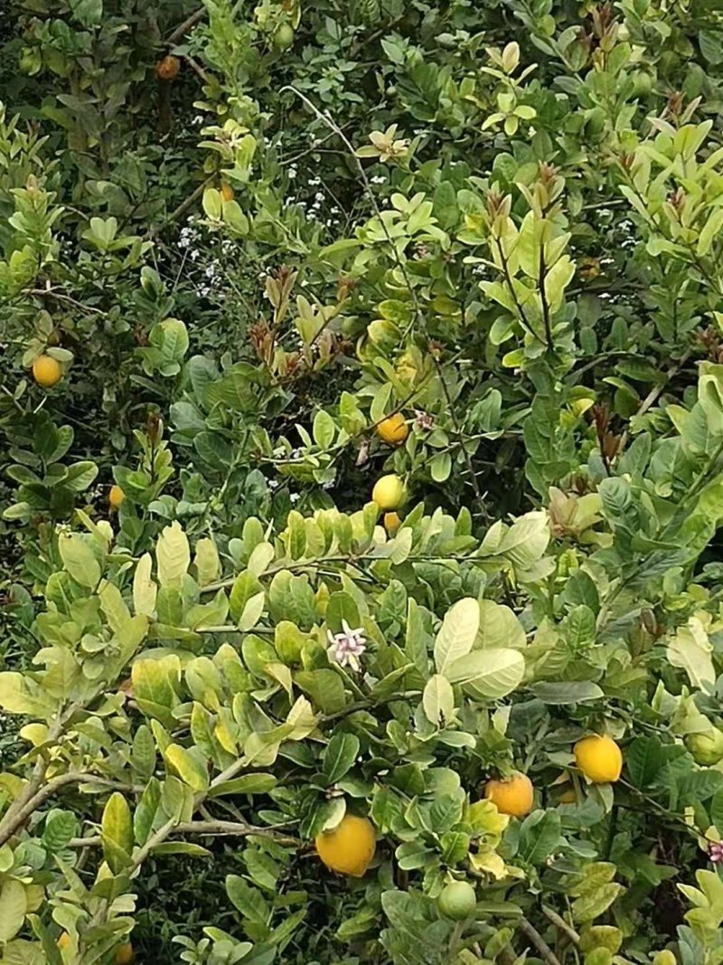 香水柠檬