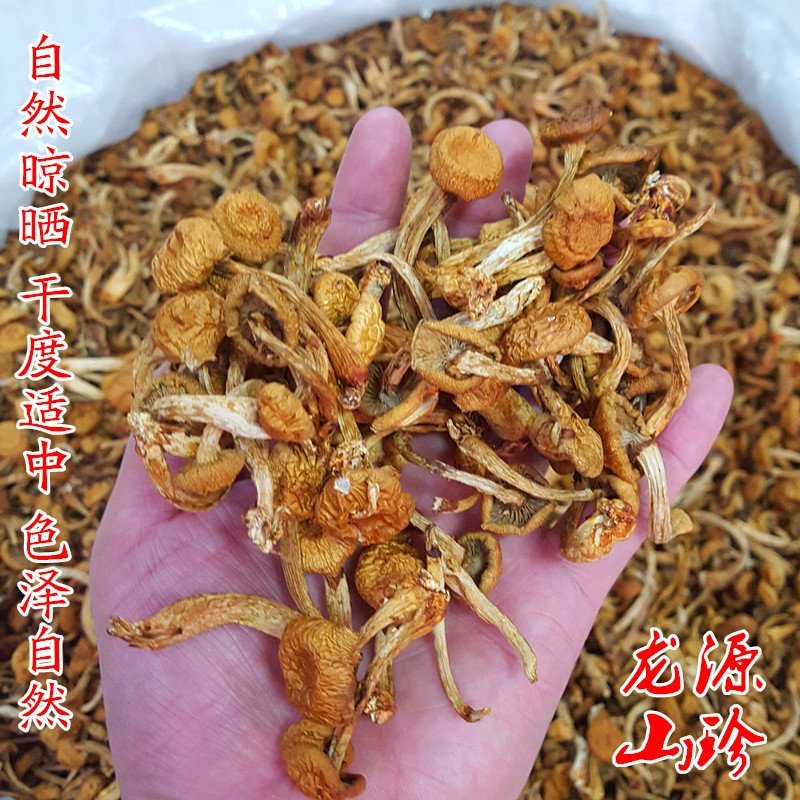 滑子蘑滑子菇大兴安岭滑子蘑东北特产蘑菇产地直供滑子蘑