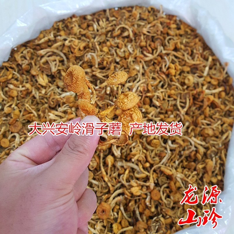 滑子蘑滑子菇大兴安岭滑子蘑东北特产蘑菇产地直供滑子蘑