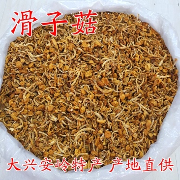 滑子蘑滑子菇大兴安岭滑子蘑东北特产蘑菇产地直供滑子蘑