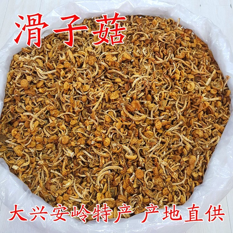 滑子蘑滑子菇大兴安岭滑子蘑东北特产蘑菇产地直供滑子蘑