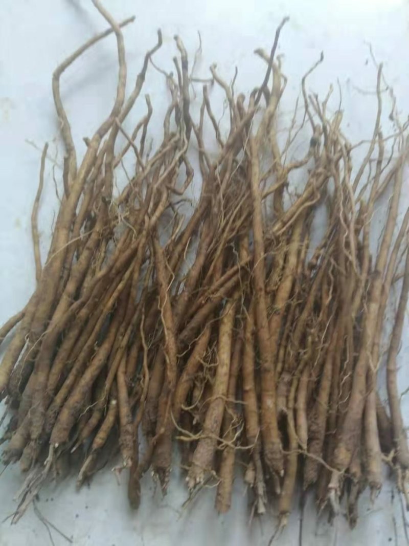黄芩苗基地直供甘肃陇西量大从优