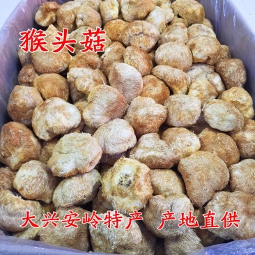猴头菇干货大兴安岭猴头菇养胃东北特产干货猴头菇