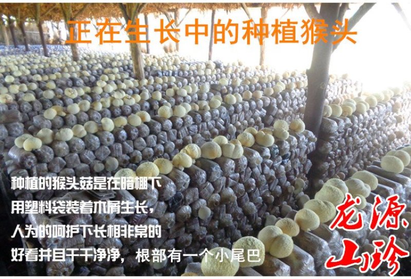 猴头菇干货大兴安岭猴头菇养胃东北特产干货猴头菇