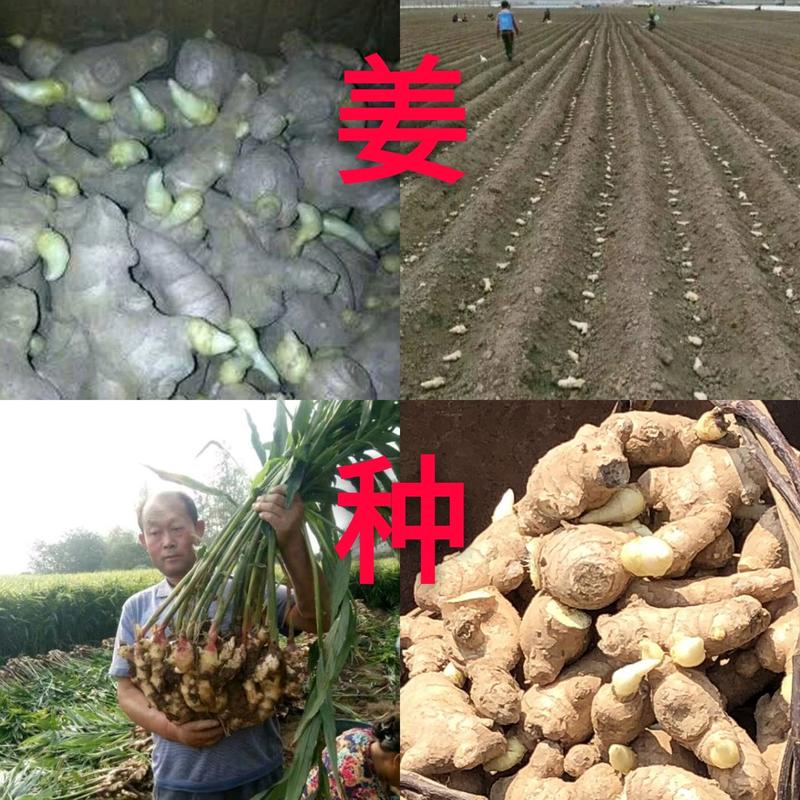 姜种优质368高产王大黄姜种产地批发全国发货