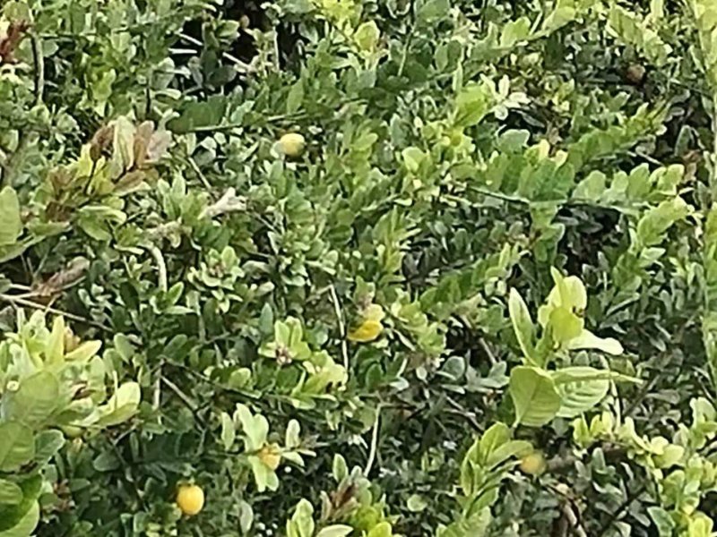 香水柠檬