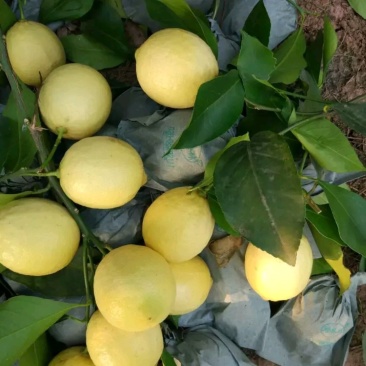 香水柠檬