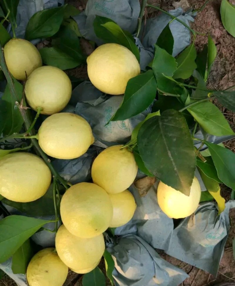 香水柠檬