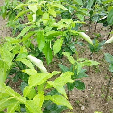 三红蜜柚苗