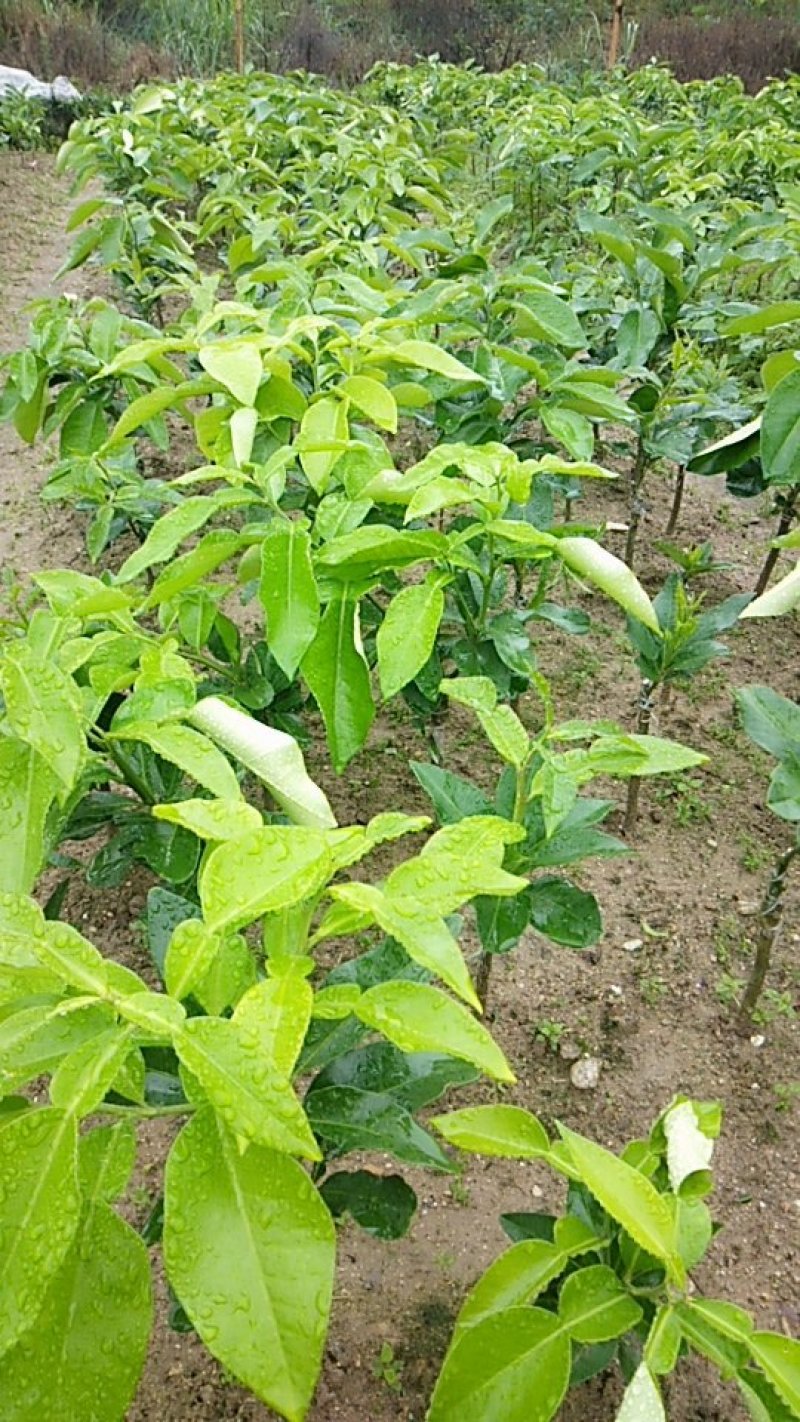 三红蜜柚苗