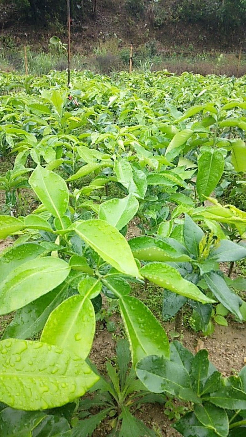 三红蜜柚苗