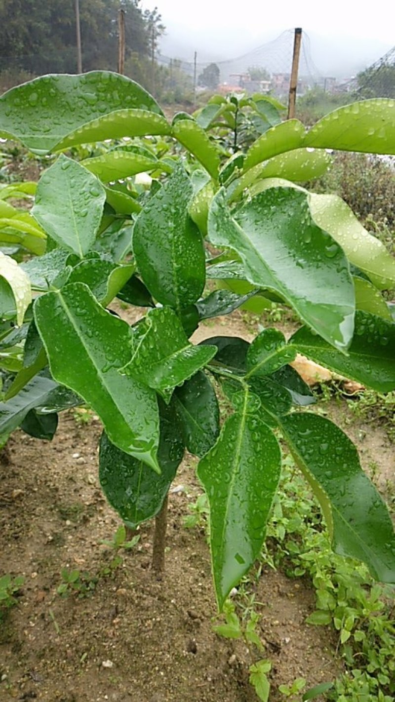 三红蜜柚苗