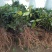 大量批发茉莉花苗1年苗，质量好根系多修剪后发货