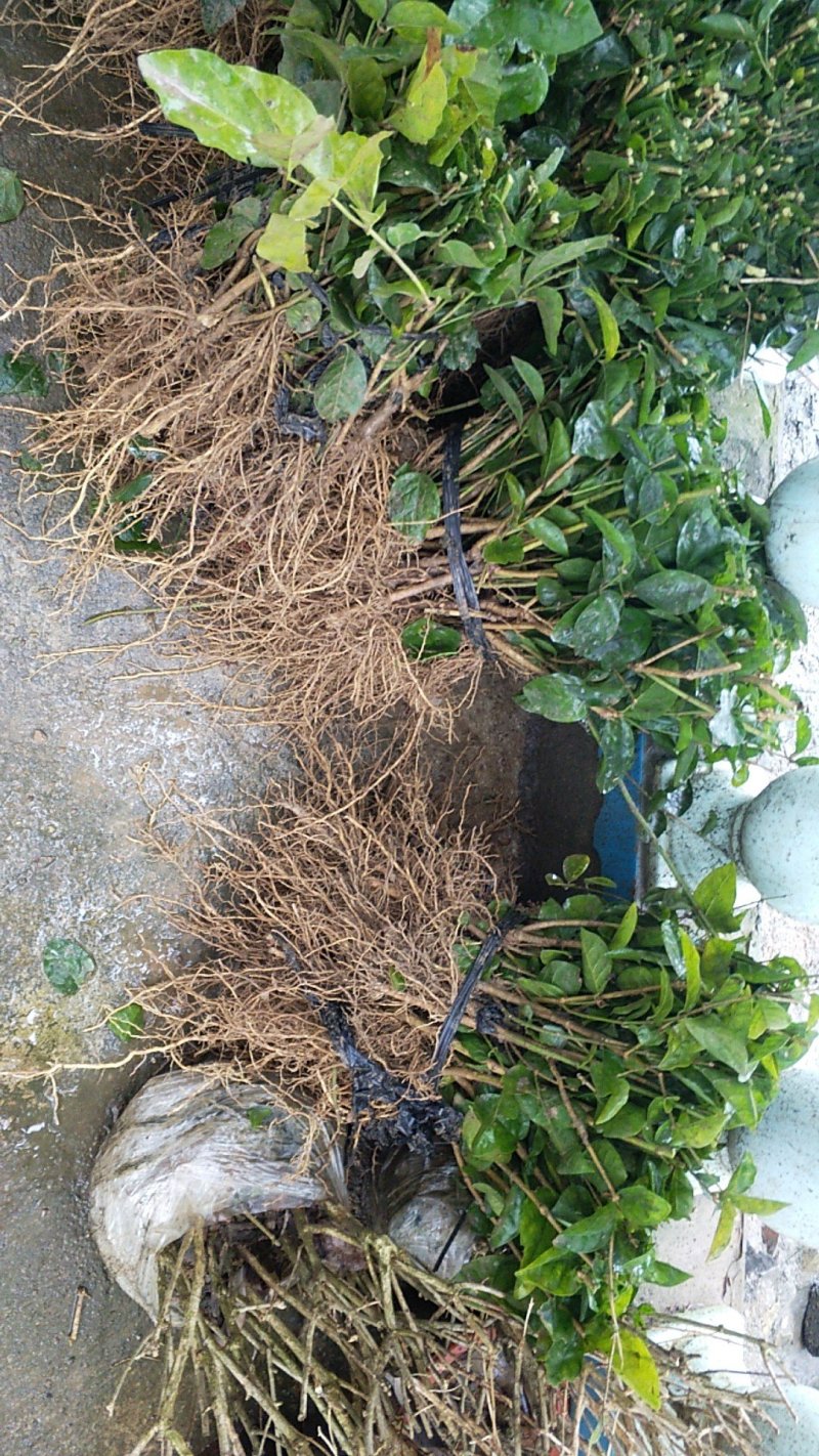 大量批发茉莉花苗1年苗，质量好根系多修剪后发货