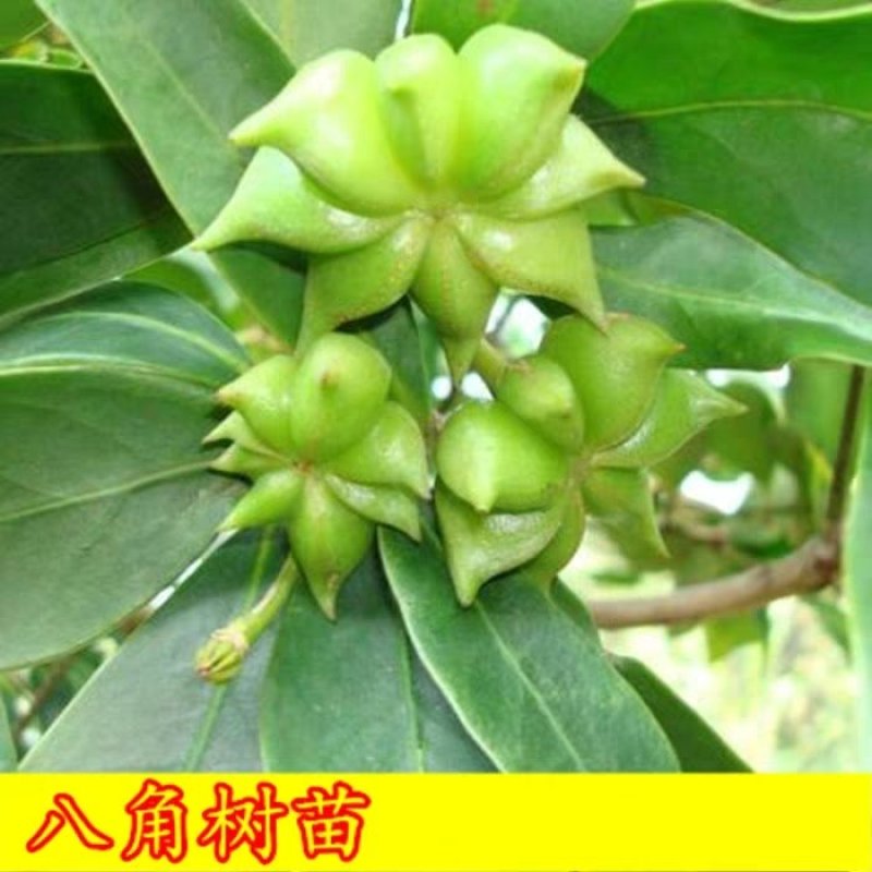 广西大苗山八角苗，八角树苗，统一买不分大小，多买就送