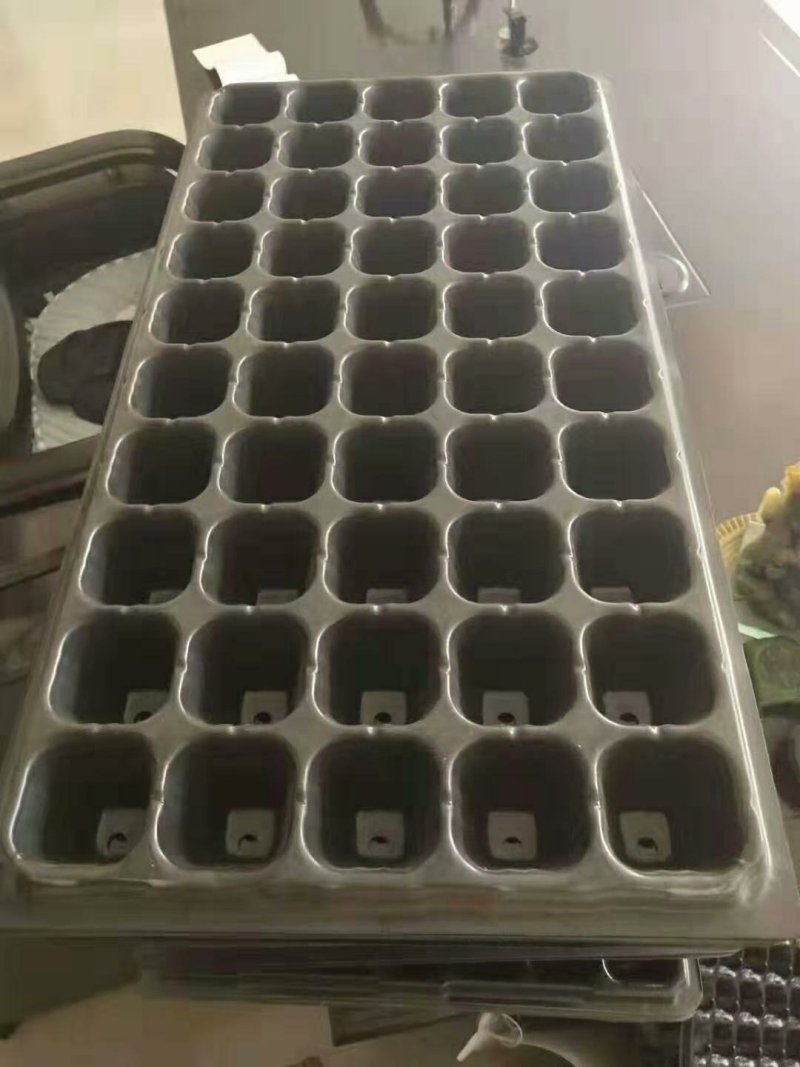 楸树苗大量出售楸树，梓树，自己家树，价格便宜，诚信经营出
