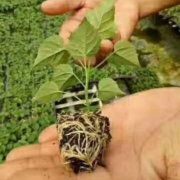 楸树苗大量出售楸树，梓树，自己家树，价格便宜，诚信经营出