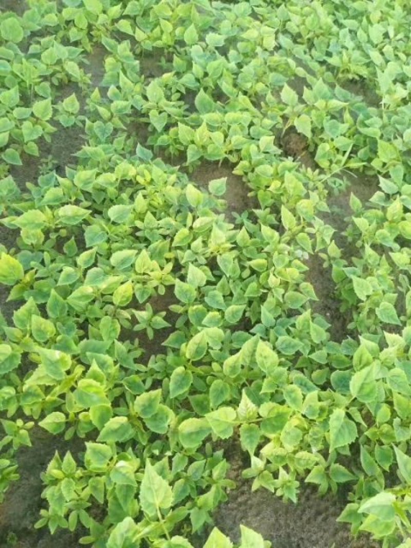 楸树苗大量出售楸树，梓树，自己家树，价格便宜，诚信经营出