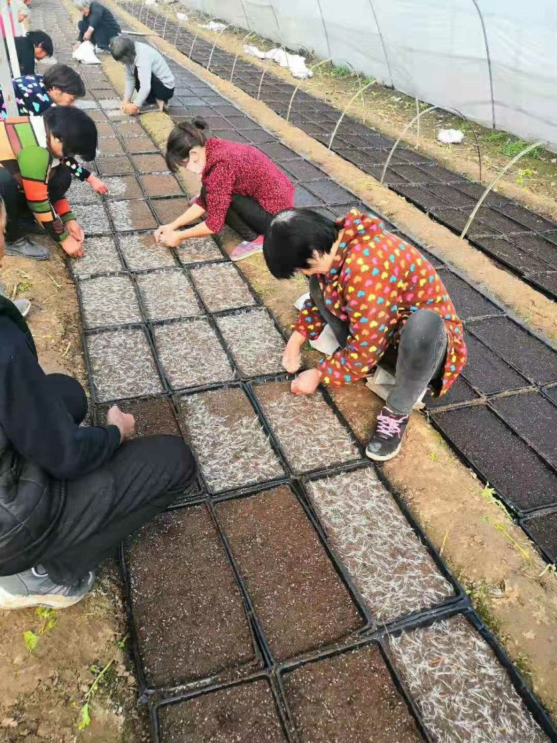 楸树苗大量出售楸树，梓树，自己家树，价格便宜，诚信经营出