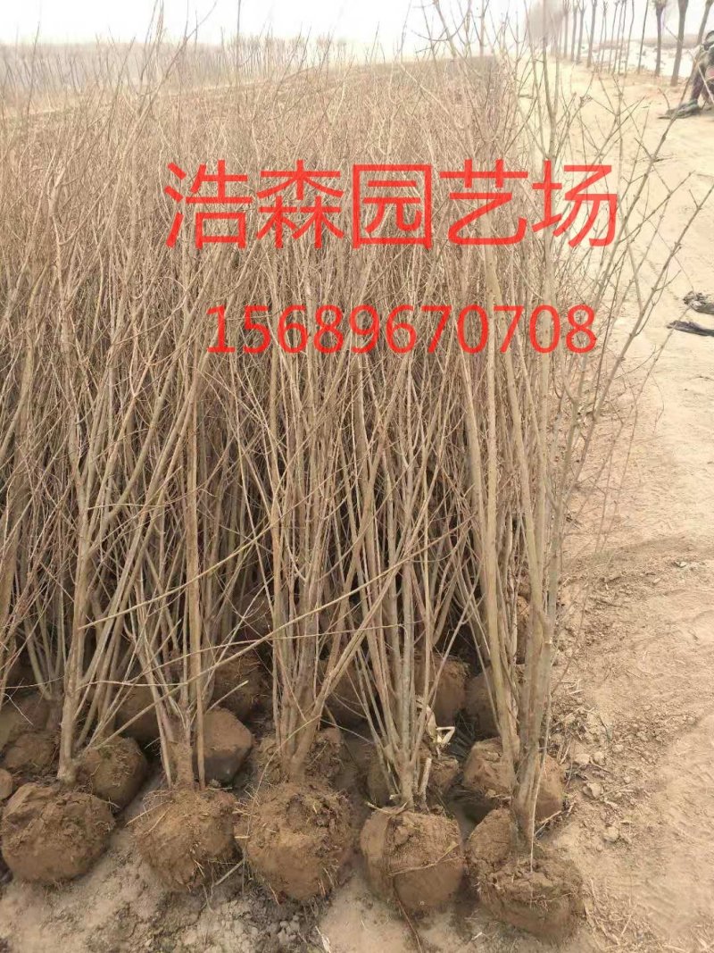 大量供应2年丛生石榴苗！