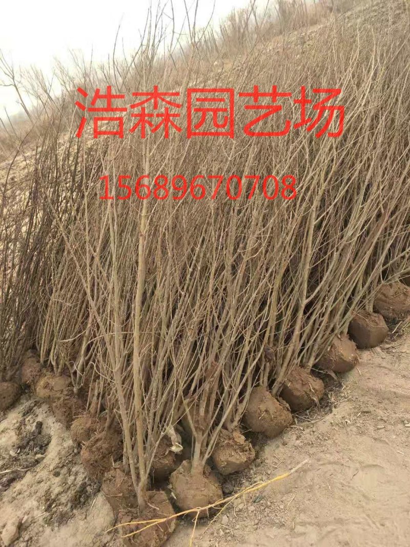 大量供应2年丛生石榴苗！