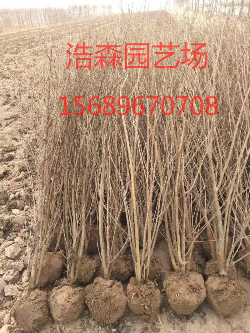 大量供应2年丛生石榴苗！