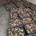 新鲜羊肚菌一公斤顺丰包邮欢迎代理一件代发新鲜菌菇