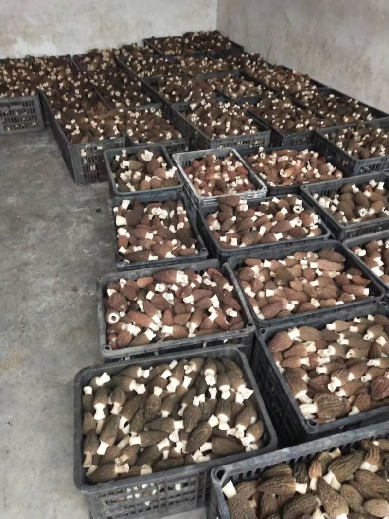 新鲜羊肚菌一公斤顺丰包邮欢迎代理一件代发新鲜菌菇