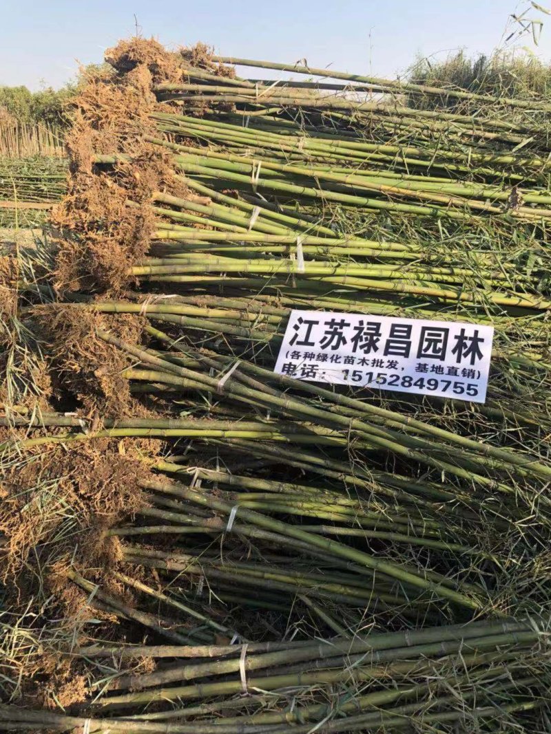 青竹苗