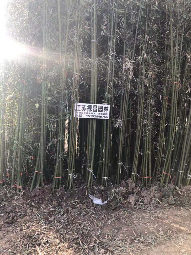 青竹苗