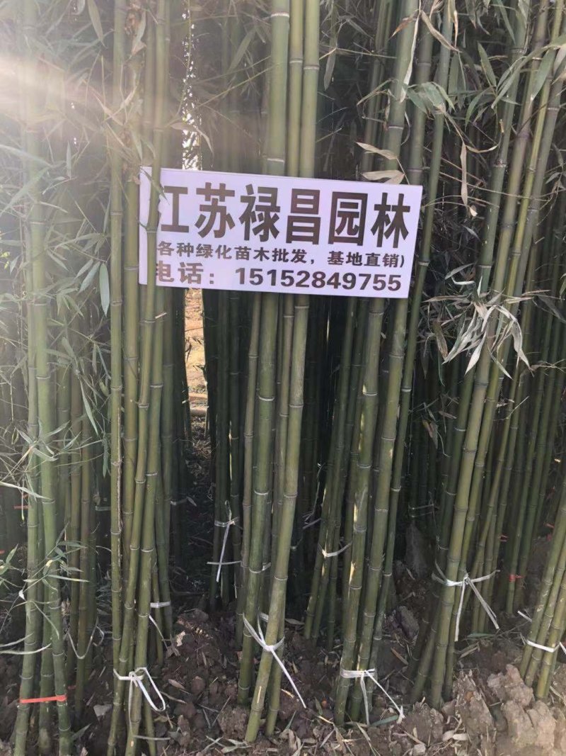 青竹苗
