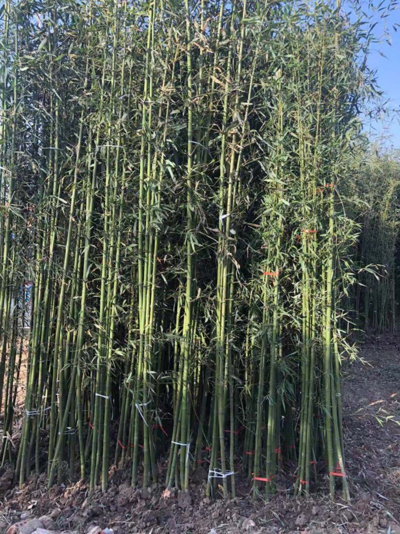 青竹苗
