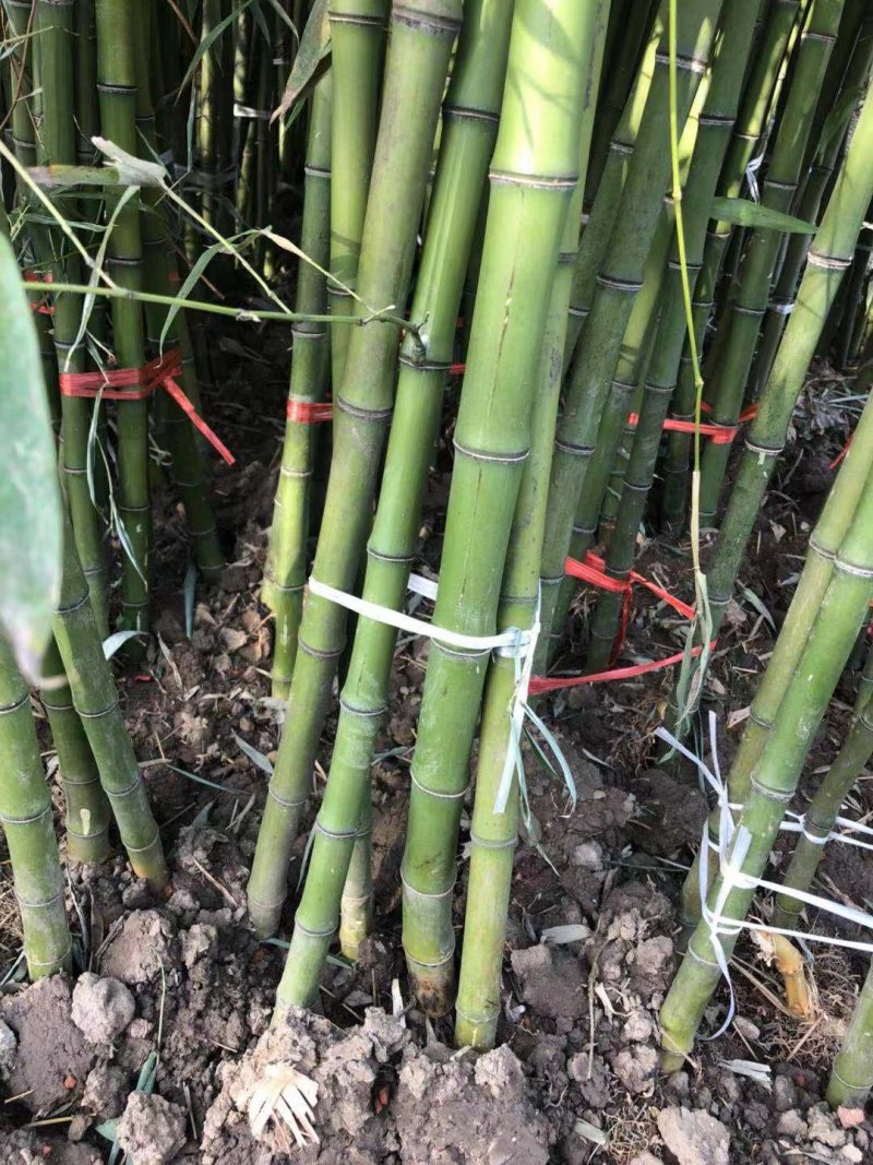 青竹苗